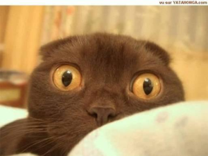 [Image: scared-cat.png?w=300&amp;h=226]
